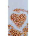 Kernels de amendoim crus comestíveis chineses com baixo preço